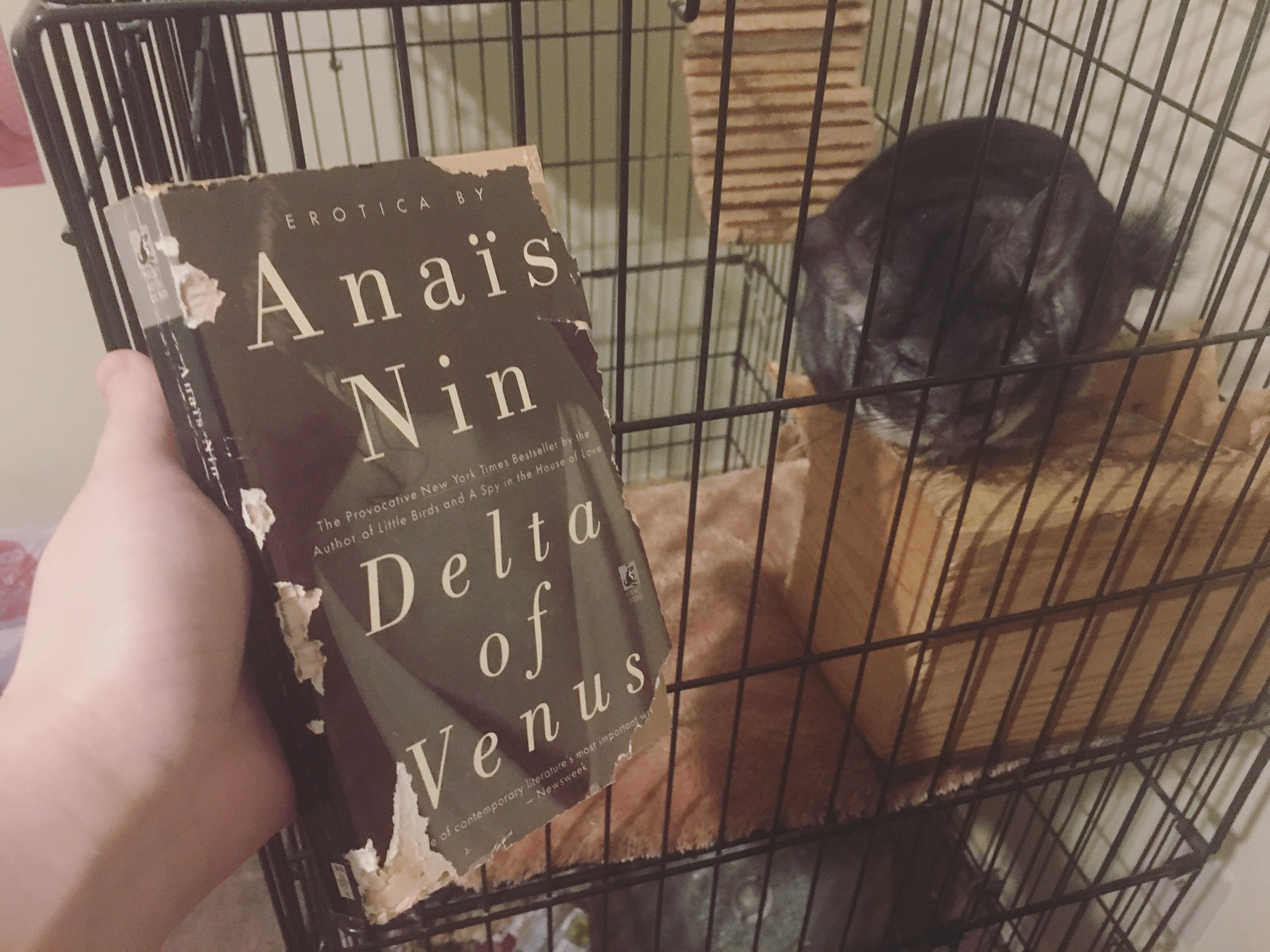 Delta of Venus